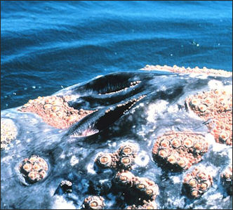 20120522-Gray_whale blowhole 18_-_Flickr_-_NOAA_Photo_Library.jpg